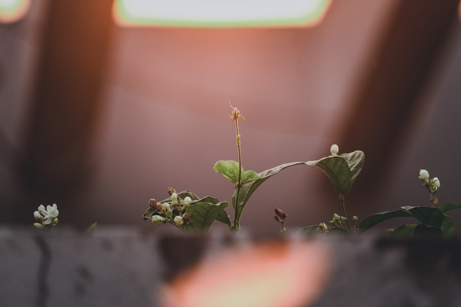 Belize Growth