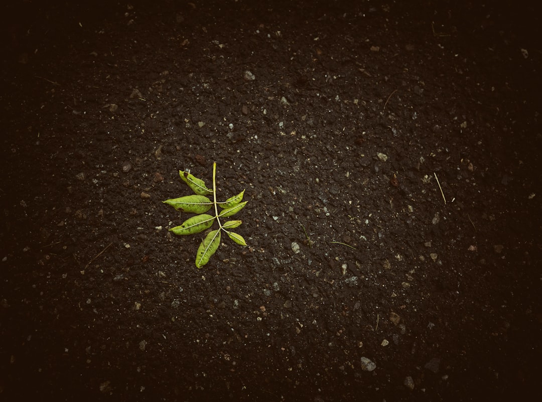Photo Belize Growth