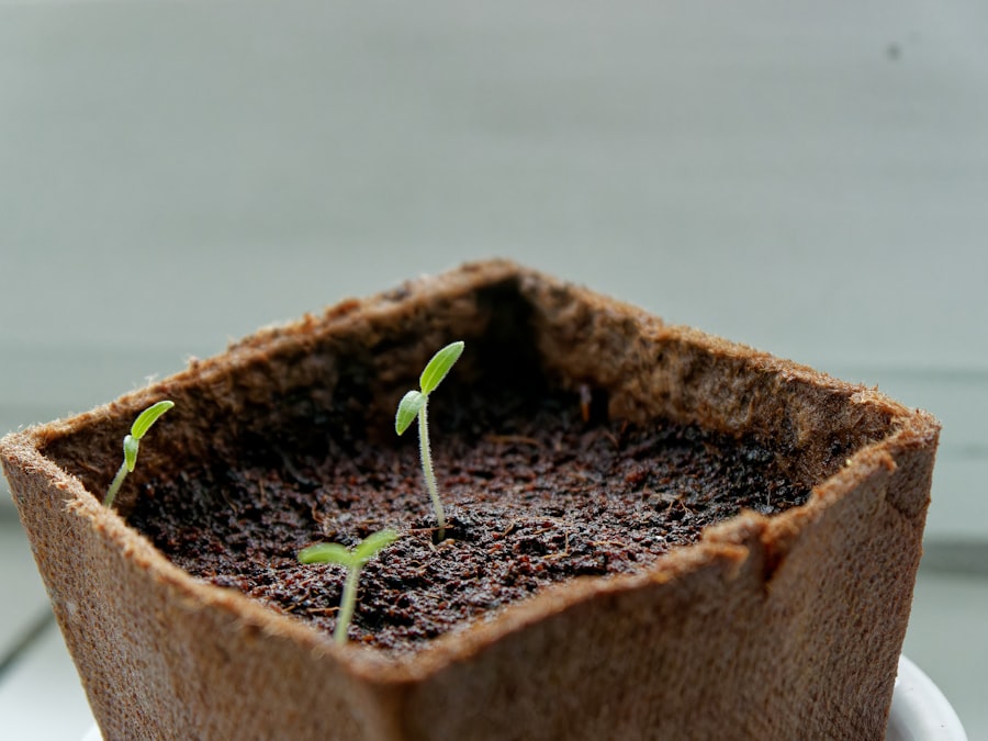 Photo Belize Growth