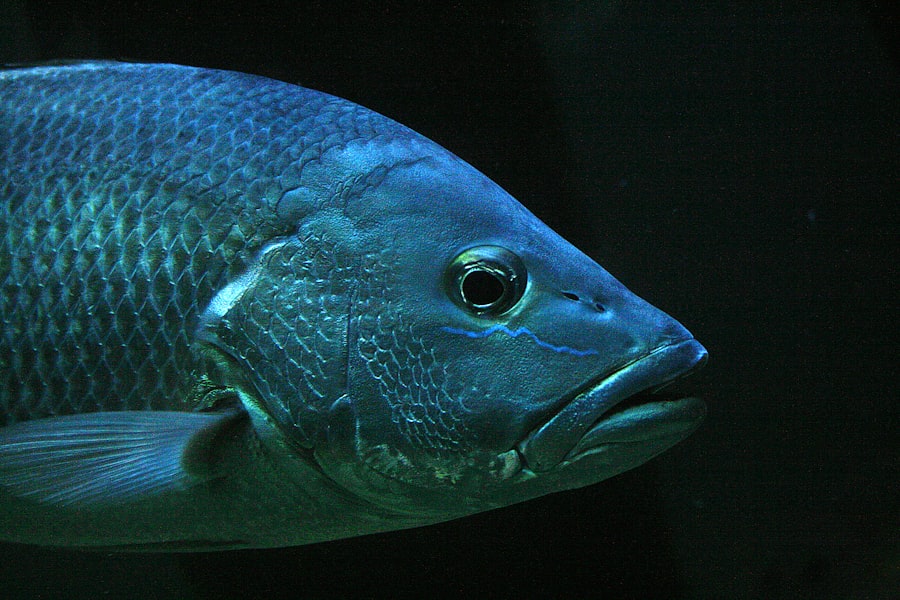 fish species