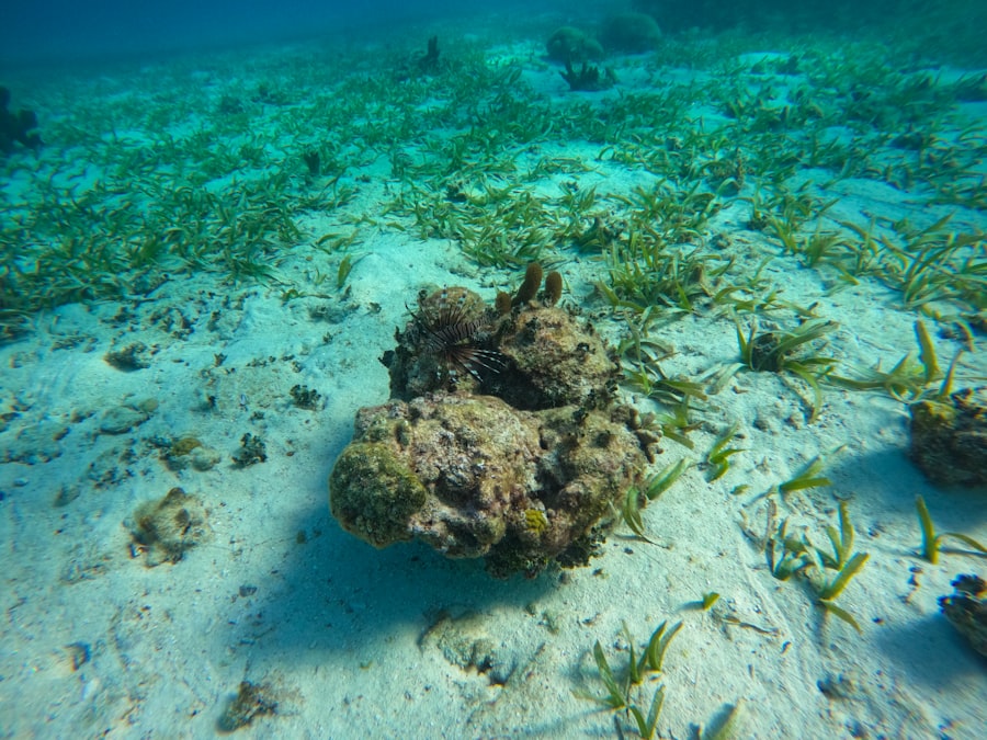 Photo caye caulker scuba