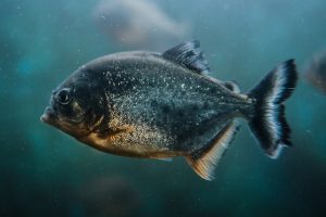 Photo fish species