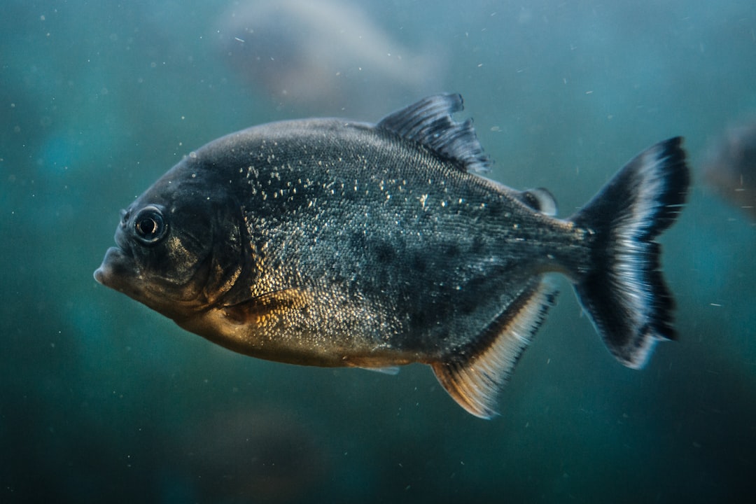 Photo fish species