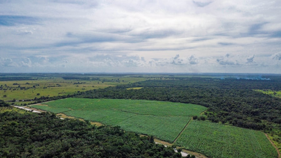 Belize Fall