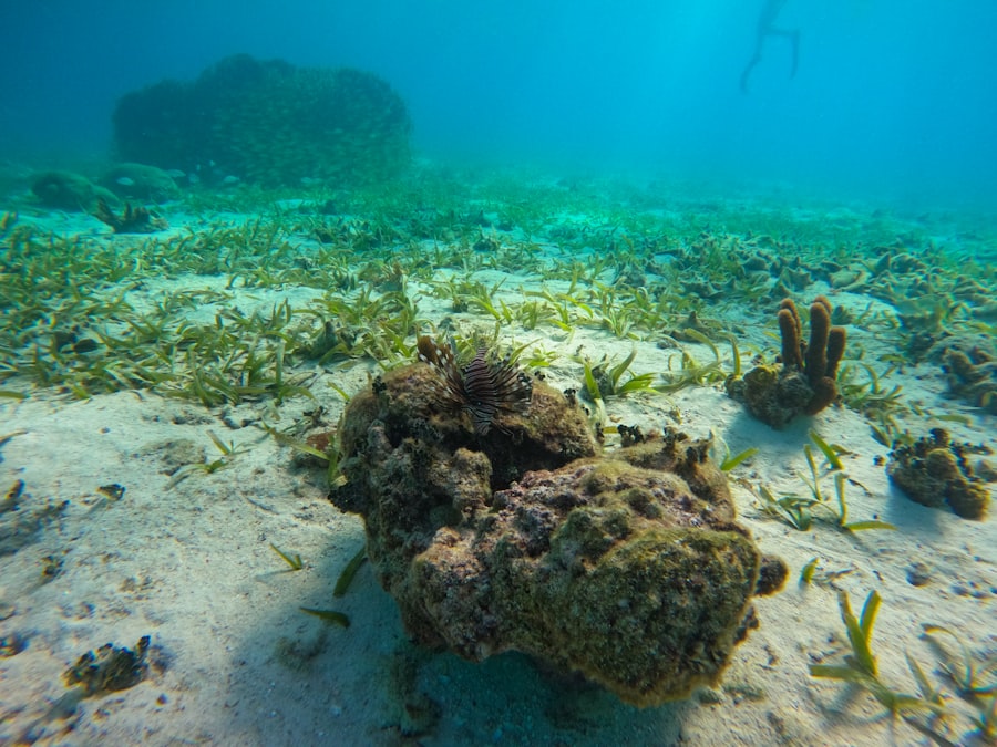 fish Belize