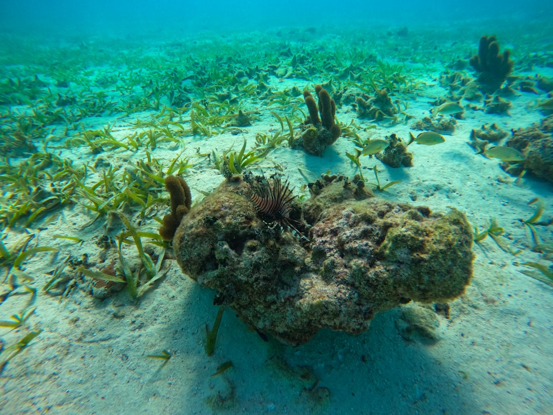 Photo fish Belize