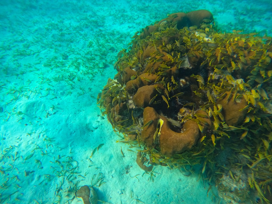 Photo fish Belize